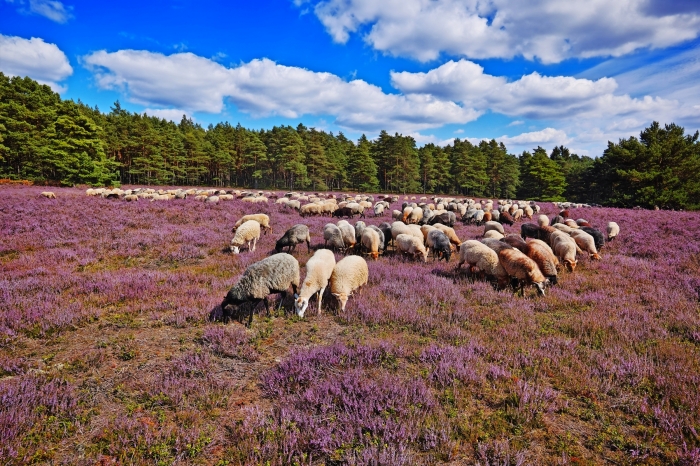 Heidschnucken in der Lüneburger Heide, Deutschland