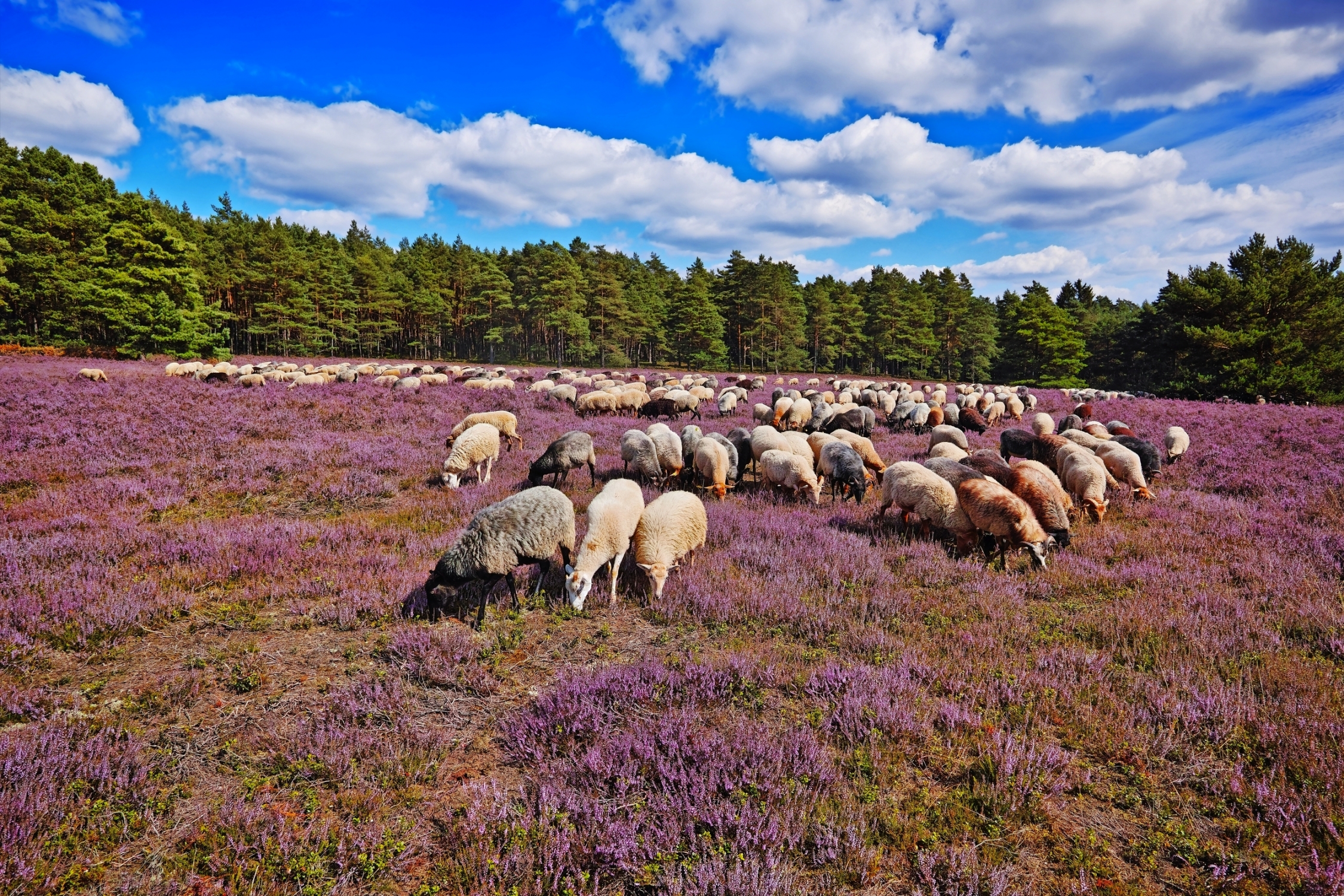 Heidschnucken in der Lüneburger Heide, Deutschland