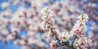 Mandelblüte