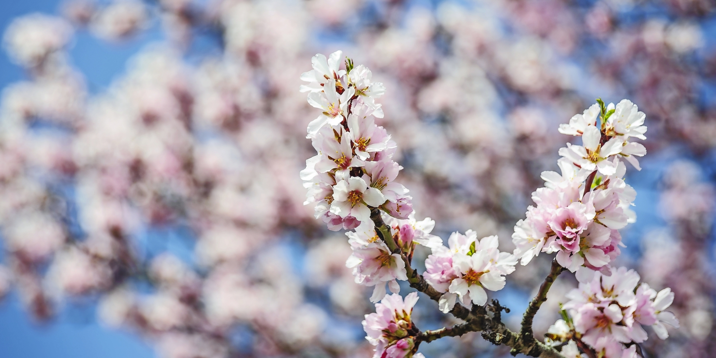 Mandelblüte