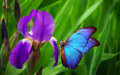 schöner blauer Morpho-Schmetterling auf Irisblume