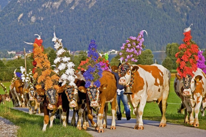 festlich geschmückte Kuh beim Almabtrieb