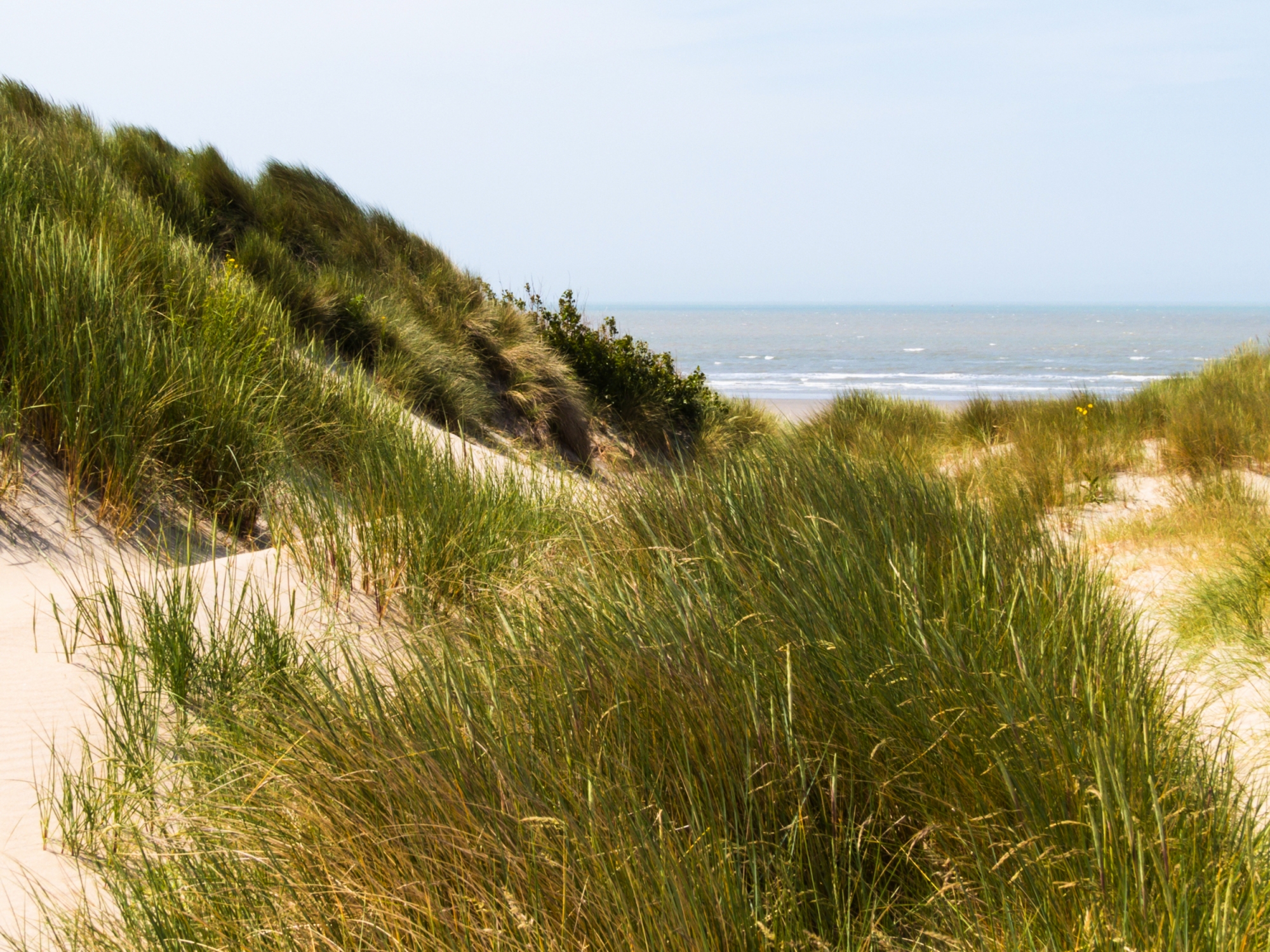 Küstenlinie und Sanddünen der Nordsee,Belgien